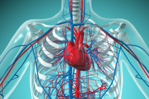 sharir ki nasen aur veins meaning in hindi upay
