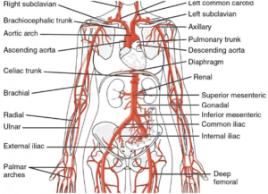 veins and arteries in men